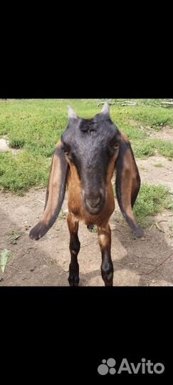 Коза дойная