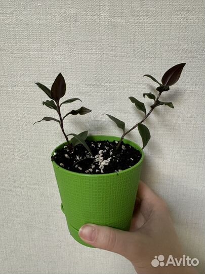 Традесканция