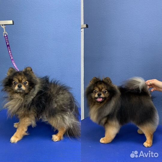 Стрижка собак