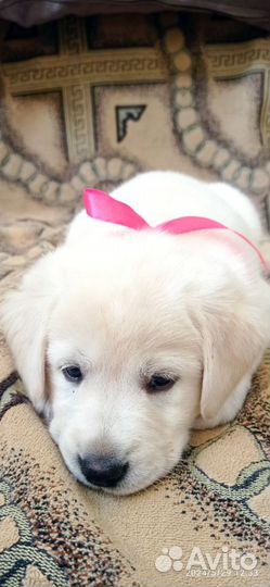 Щенки лабрадора