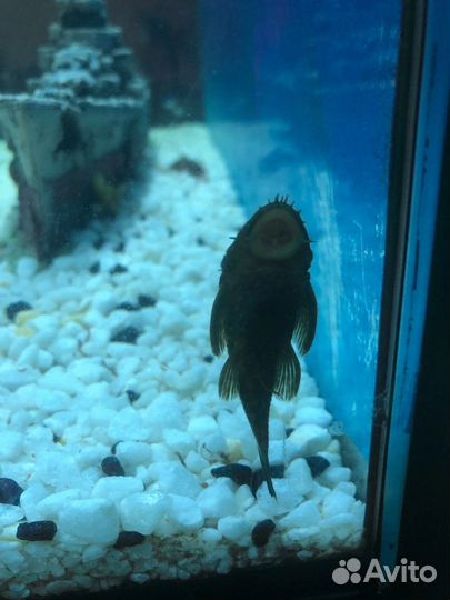 Сом анциструс