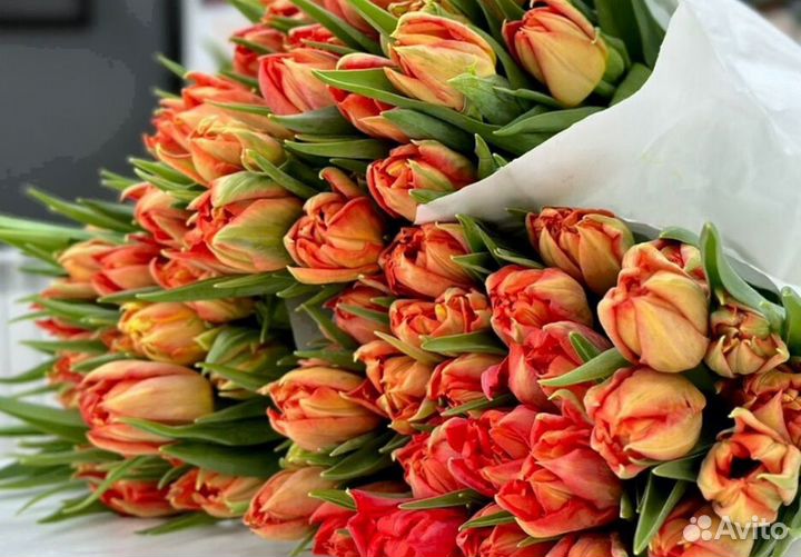 Тюльпаны оптом с теплицы