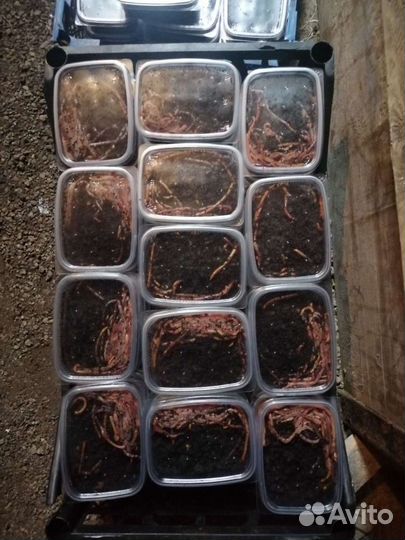 Червь навозный