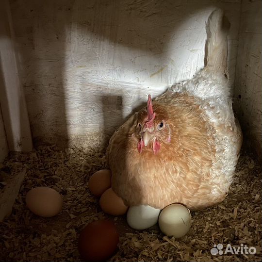 Домашние куриные яички