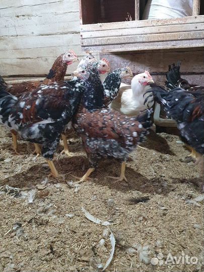 Куры петухи