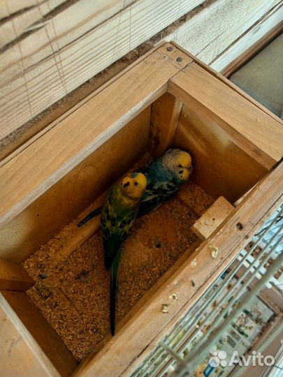 Волнистый попугай