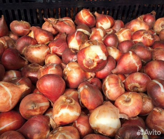 Луковица тюльпанов оптом 12;14+для выгонки