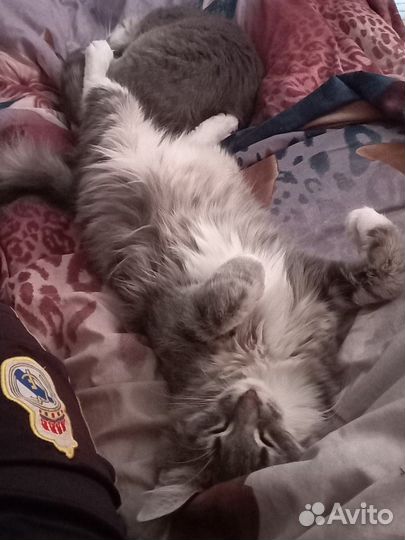 Котята бесплатно