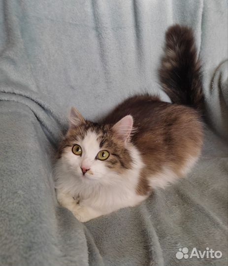 Кошка в дар