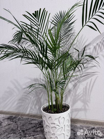 Пальма арека дипсис
