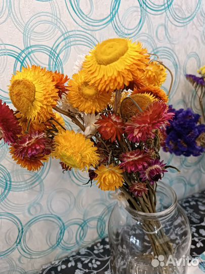 Гелихризум сухоцвет