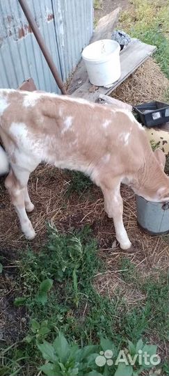 Продаётся тёлочка