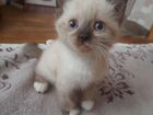 Котёнок от Тайской кошки объявление продам