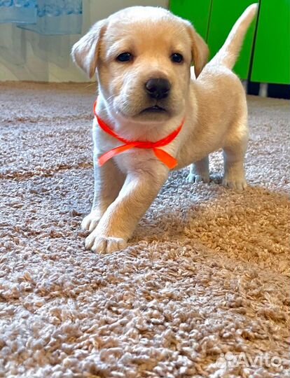 Щенки лабрадора