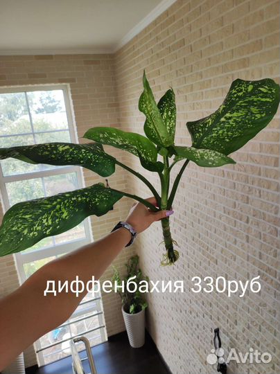 Сингониум, филодендрон, сциндапсус,диффенбахия