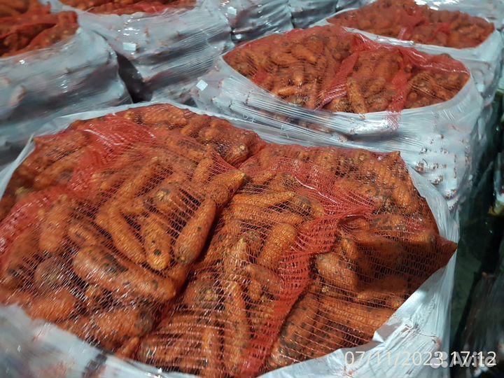 Морковь столовая