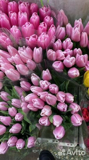 Тюльпаны оптом и в розницу