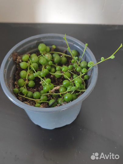 Крестовник роули, Эхивиерия