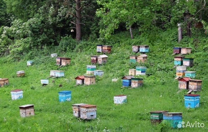 Мед натуральный Алтайский оптом минимально 16 кг