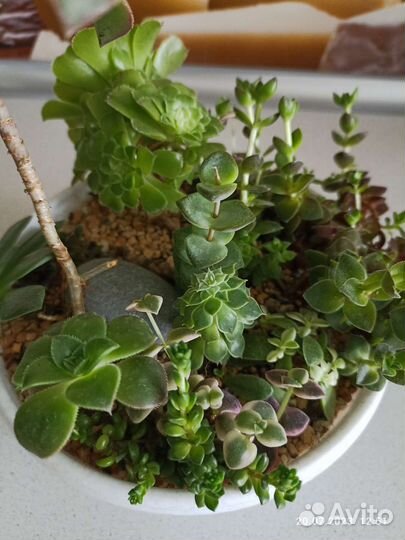 Мини садик с суккулентами