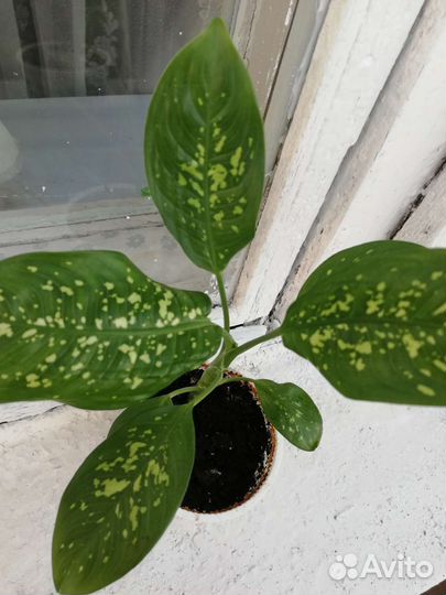 Диффенбахия