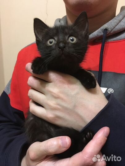 Котенок ищет хозяина (девочка)