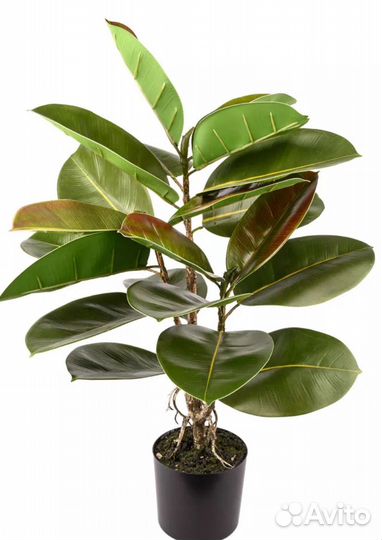 Искусственный фикус