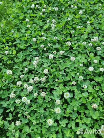 Клевер Белый Ривендел Дания DLF, 2023 г