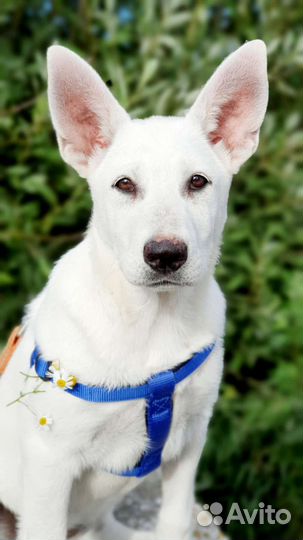 Белый, красивый щенок