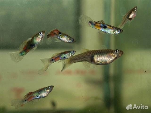 Гуппи обыкновенные и креветки черри