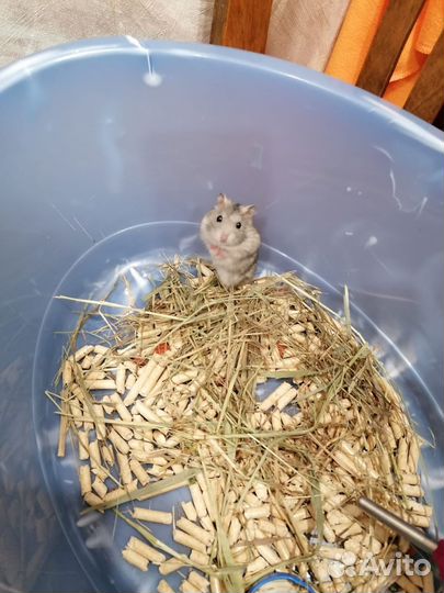 Джунгарский хомяк мальчик