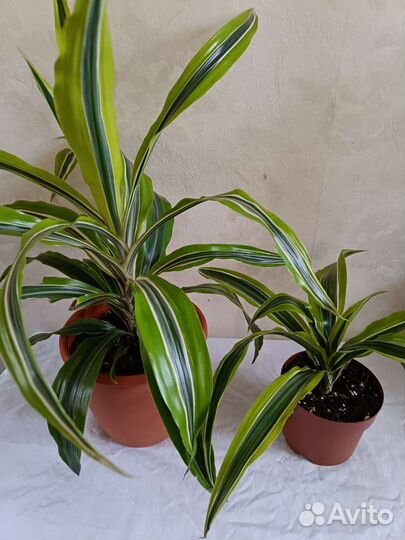 Драцена Песня Индии и другие, антуриум, агланема