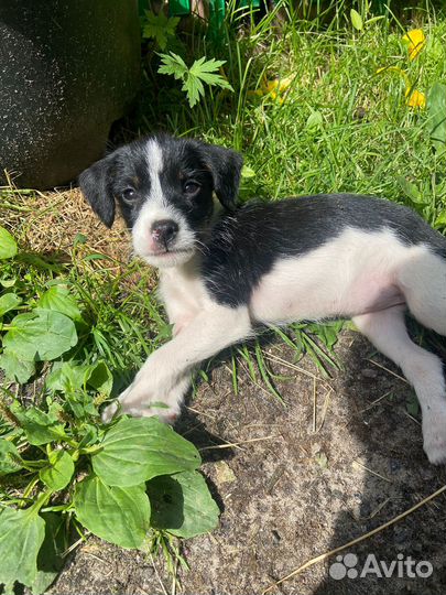 Щенок в добрые руки бесплатно