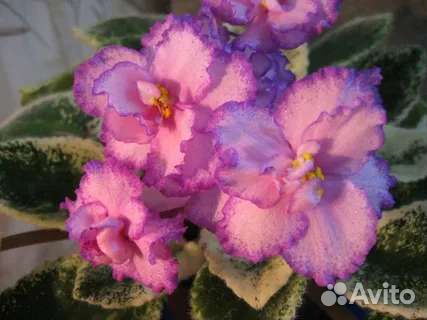 Фиалка сортовая