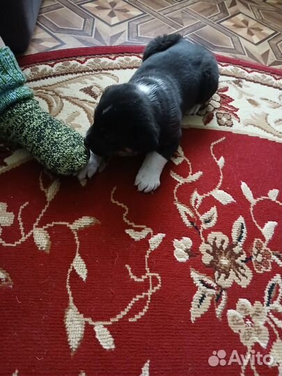 Отдам в добрые руки