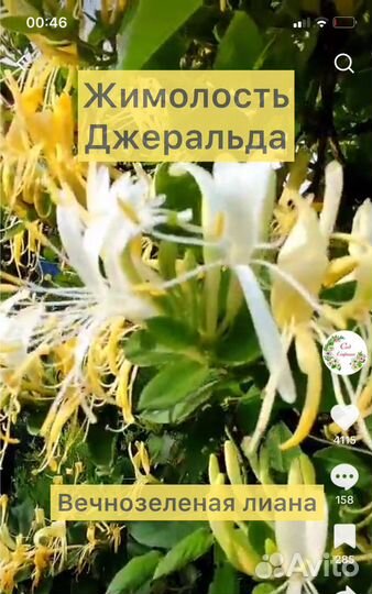 Жимолось Джеральда