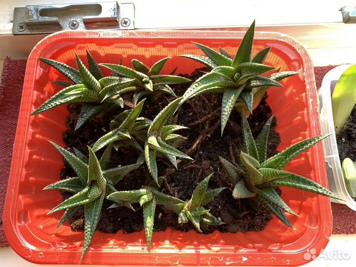 Хавортия суккуленты