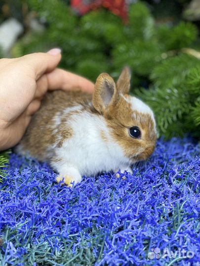 Царские карликовые кролики