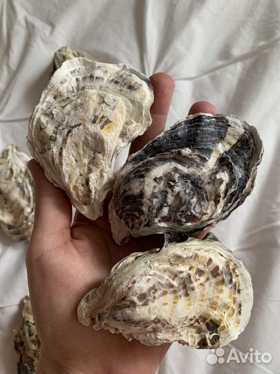 Раковины устриц (двойные) с двумя створками