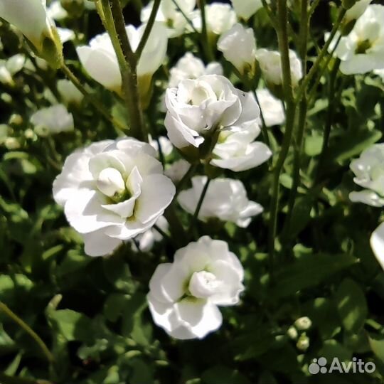 Арабис махровый