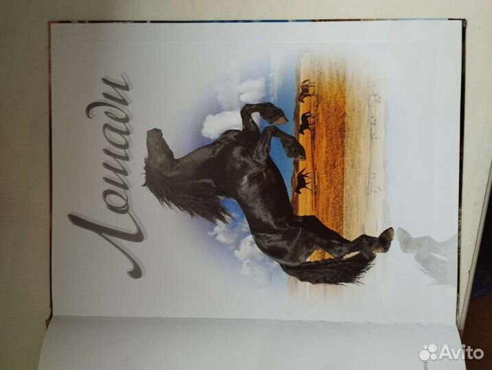 Книга о лошадях