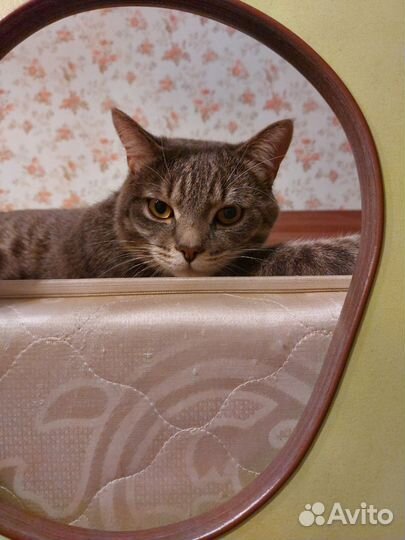 Отдам кота в добрые руки
