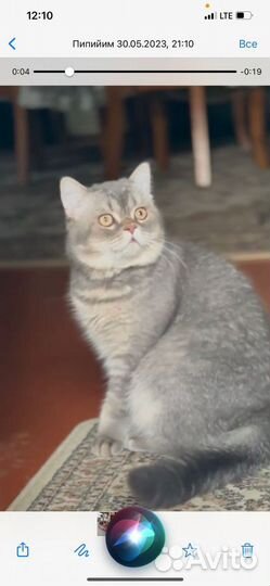 Британский кот на вязку