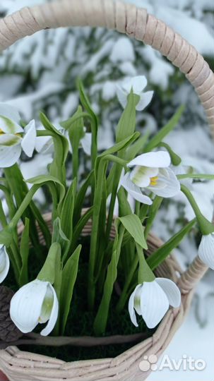 Подснежники холодный фарфор в наличии
