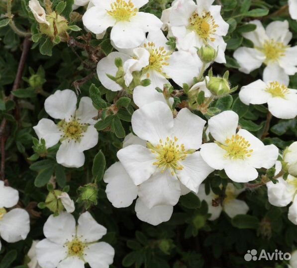 Лапчатка кустарниковая различных сортов