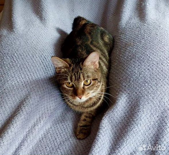 Курильский бобтейл (мальчик и девочка)