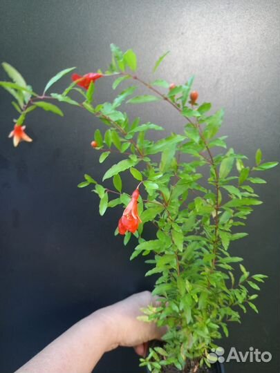 Комнатные цветы,кампанула,ахименес,гранат