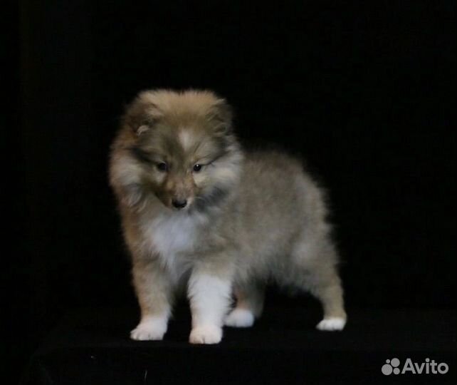 Щенки шелти