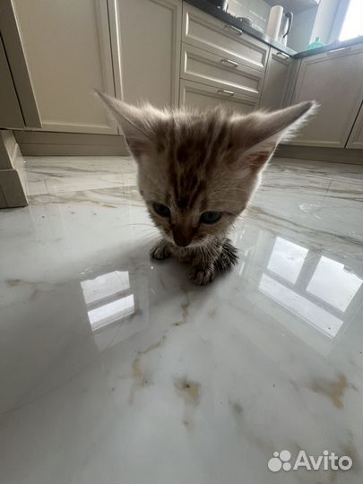 Бенгальская кошка