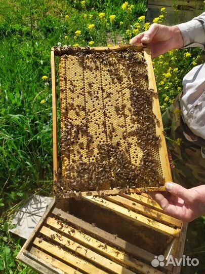 Продам пчелосемьи